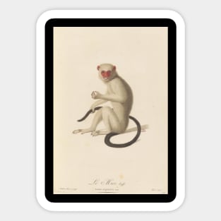 Silvery marmoset Sticker